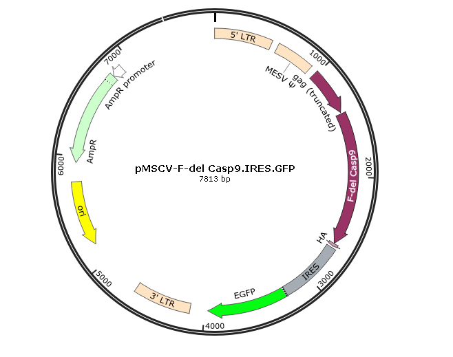 pMSCV-F-del Casp9.IRES.GFP载体图谱